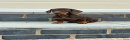 Miniature Dachshund dogs for sale: Gorgeous smooth coat mini dachshund puppies  - Advert 5