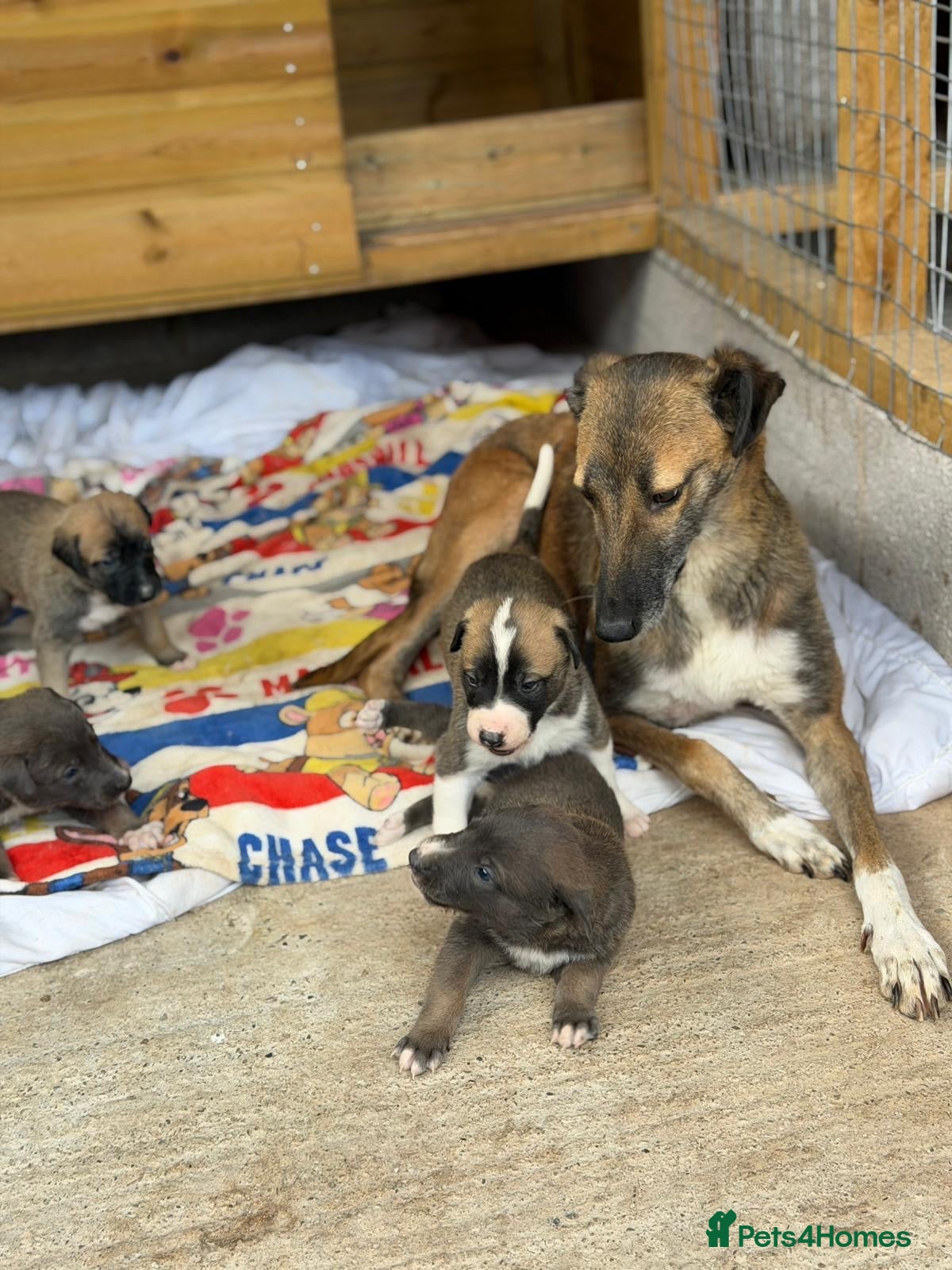 Lurcher dogs for sale: Lurcher puppies in Ludlow - Advert 2