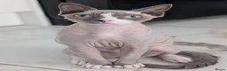 Devon Rex cats for sale: Blue eyed boy - Advert 6