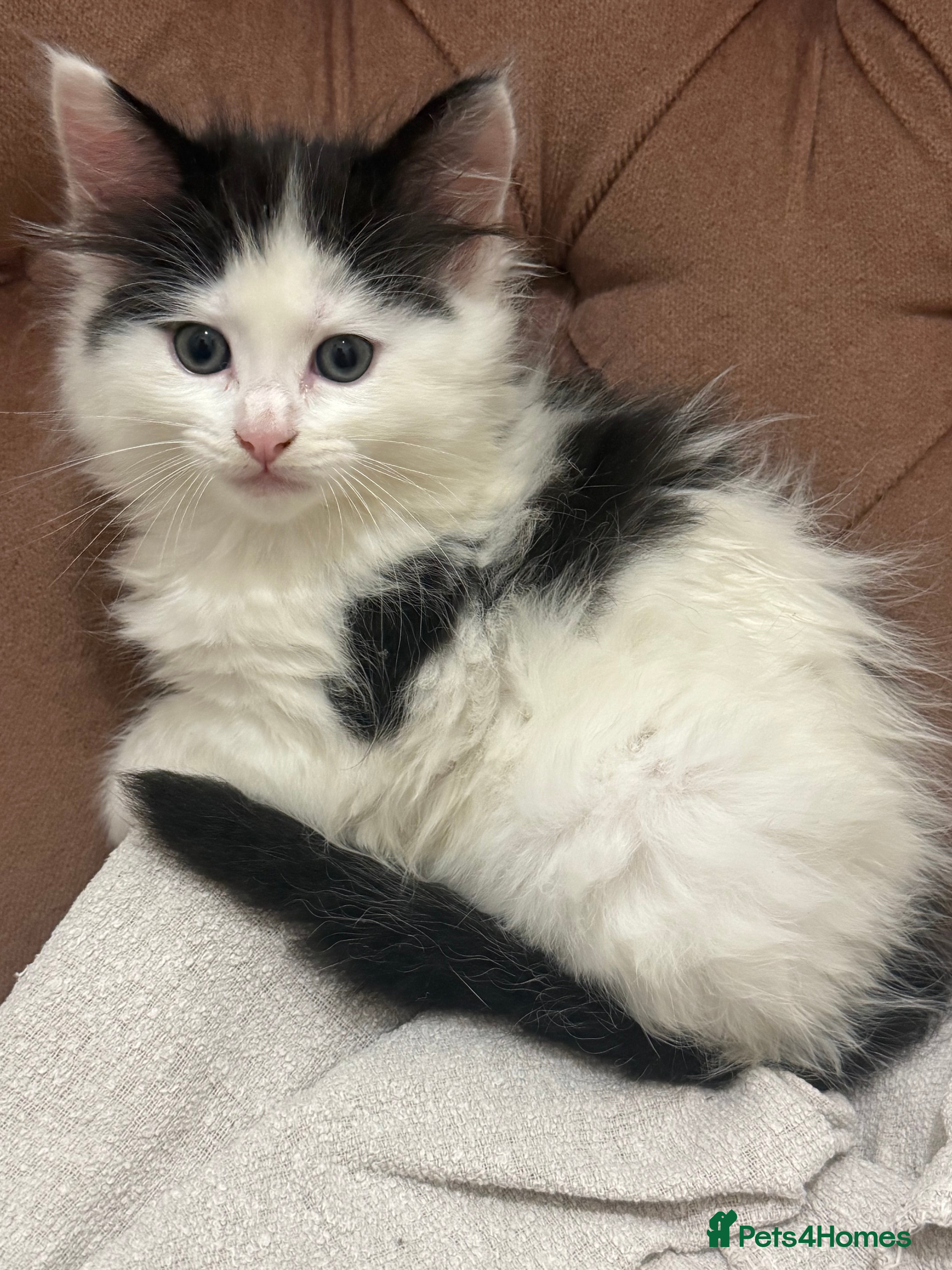 Mixed Breed cats Kittens - Advert 14