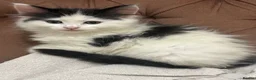 Mixed Breed cats for sale: Kittens - Advert 1