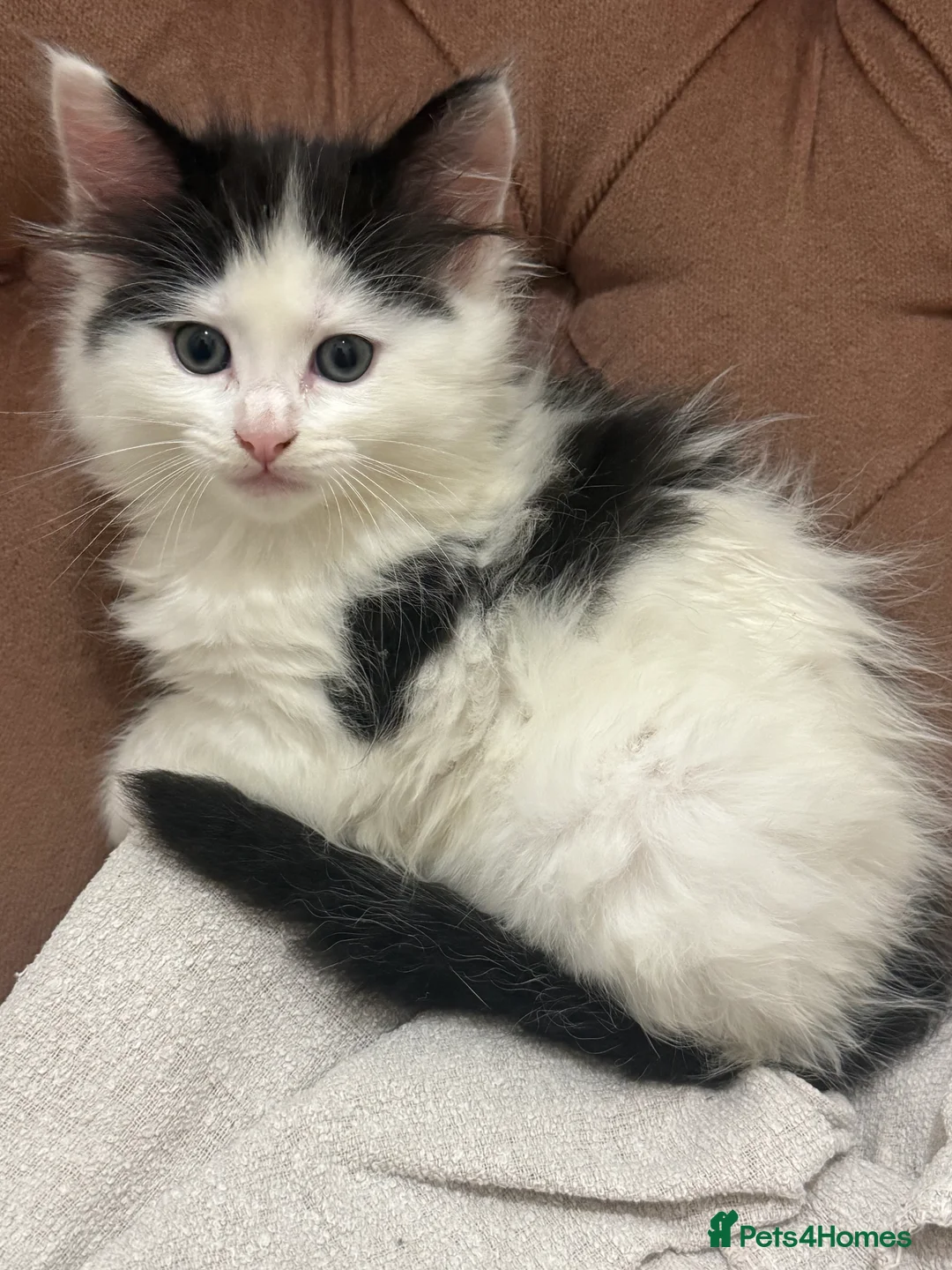 Mixed Breed cats for sale: Kittens - Advert 1