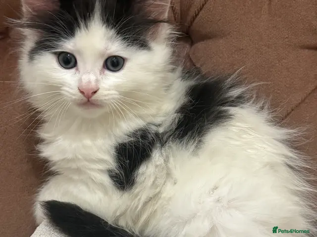 Mixed Breed cats Kittens - Advert 14
