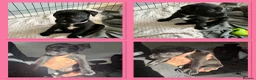 Mixed Breed dogs for sale: Boxador Puppies  in Dundee - Advert 8