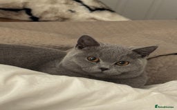 British Shorthair cats for sale: British Blue Shorthair  - Image 4