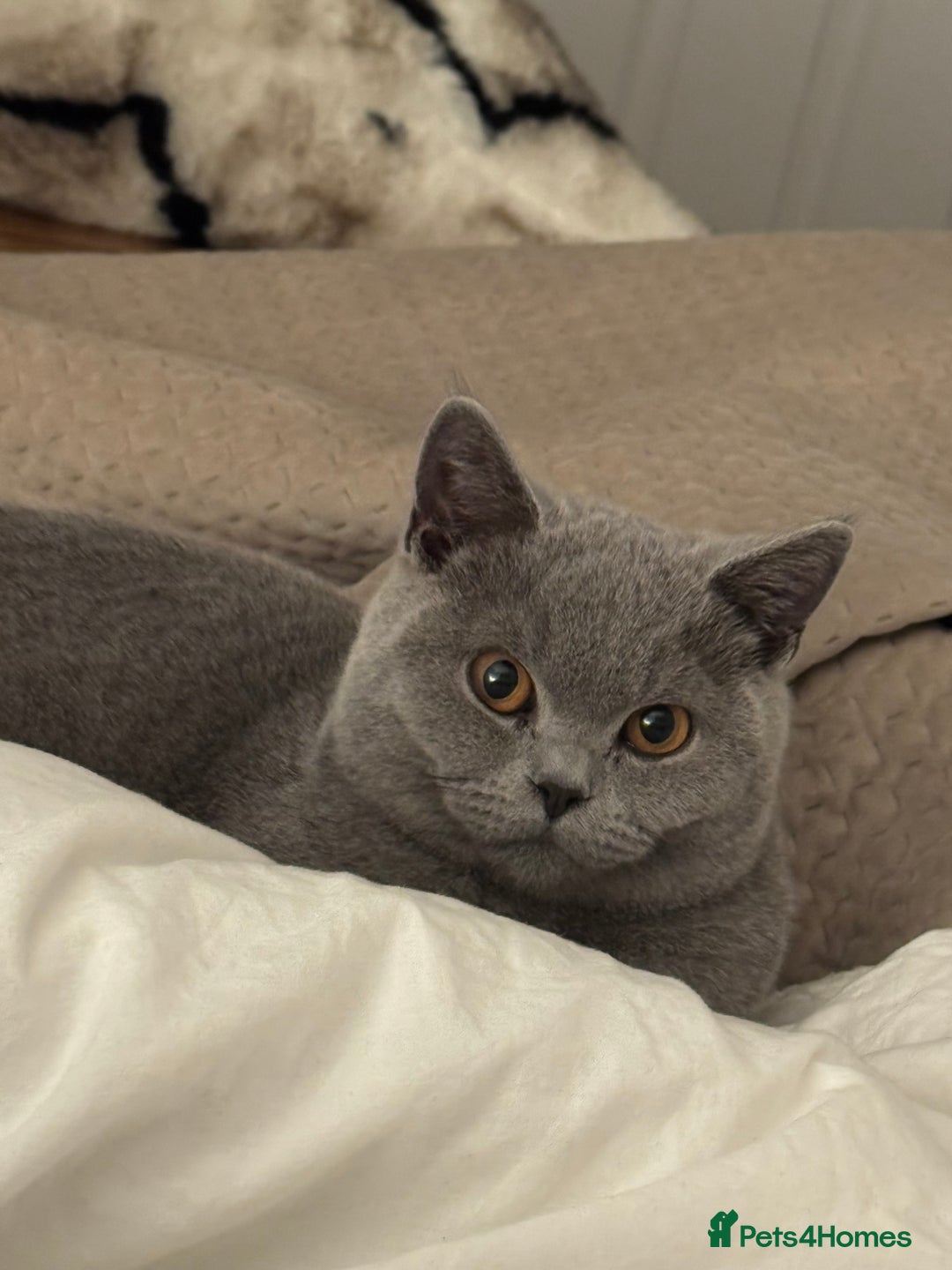 British Shorthair cats for sale: British Blue Shorthair  - Image 4