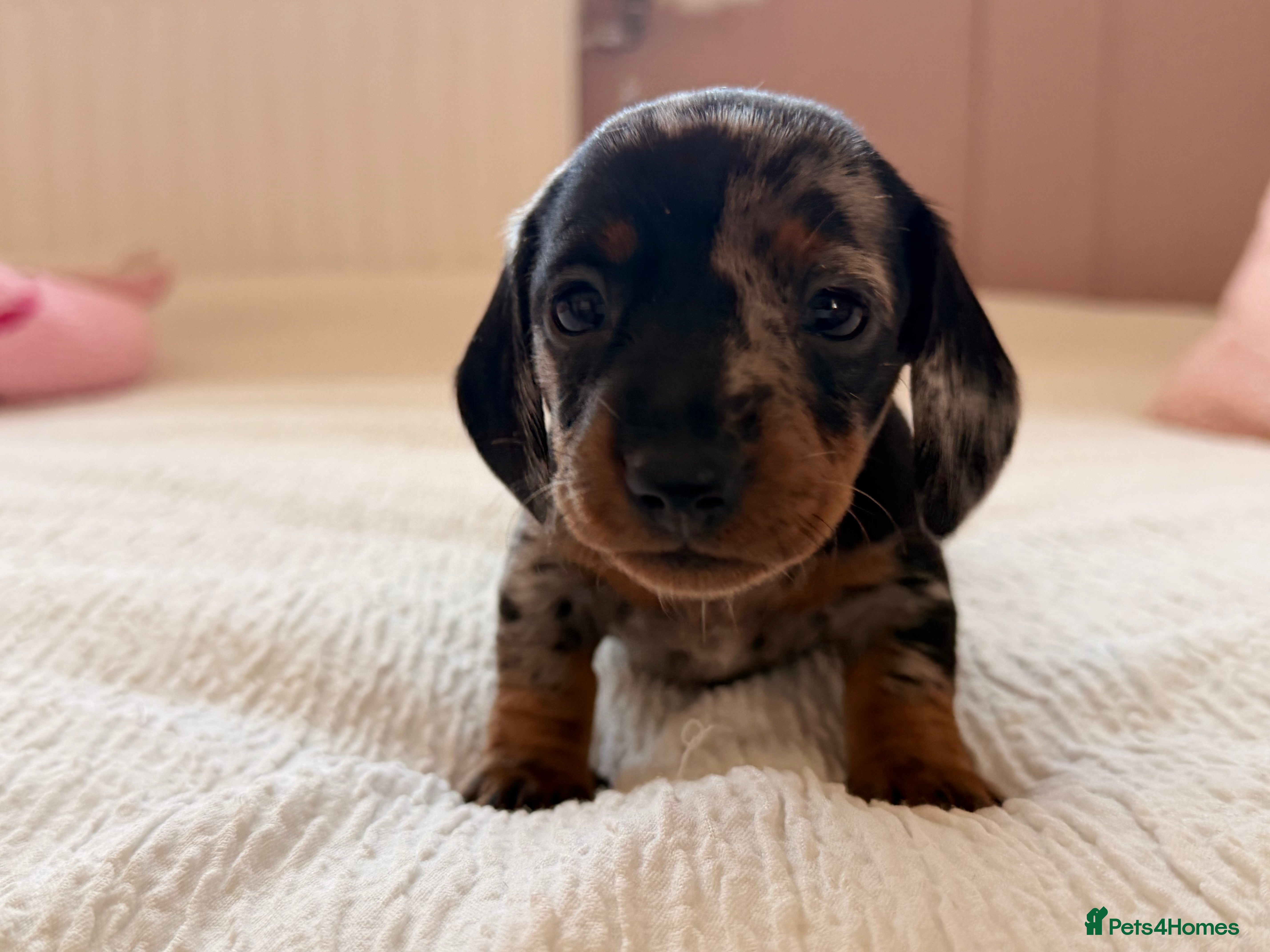 Miniature Dachshund dogs 5 beautiful miniature dachshunds  - Advert 5