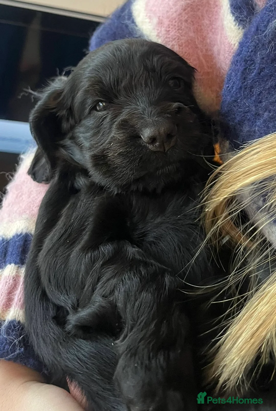 Cocker Spaniel dogs for sale: Cocker Spaniel Show Type Puppies in Honiton - Advert 7