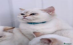 British Shorthair cats for sale: Beautiful Blue Gold & Choc Gold Colourpoint boys - Image 7
