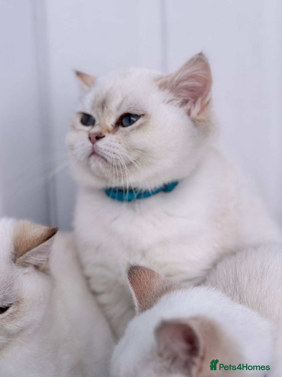 British Shorthair cats for sale: Beautiful Blue Gold & Choc Gold Colourpoint boys - Image 7
