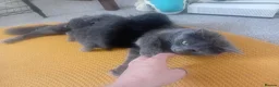 Russian Blue cats for sale: Russian blue Scottish fold mix stunning breed  - Advert 2