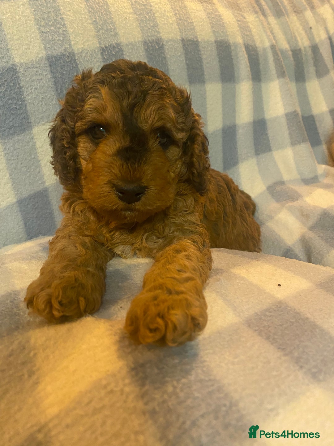 Cockapoo dogs for sale: Beautiful F1b Toy Cockapoo puppies  - Image 4