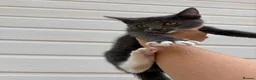 Mixed Breed cats for sale: Beautiful male kitten  - Advert 3