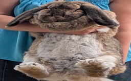 French Lop rabbits for sale: 2 Year Old Proven French Lop Agouti Doe  - Image 1
