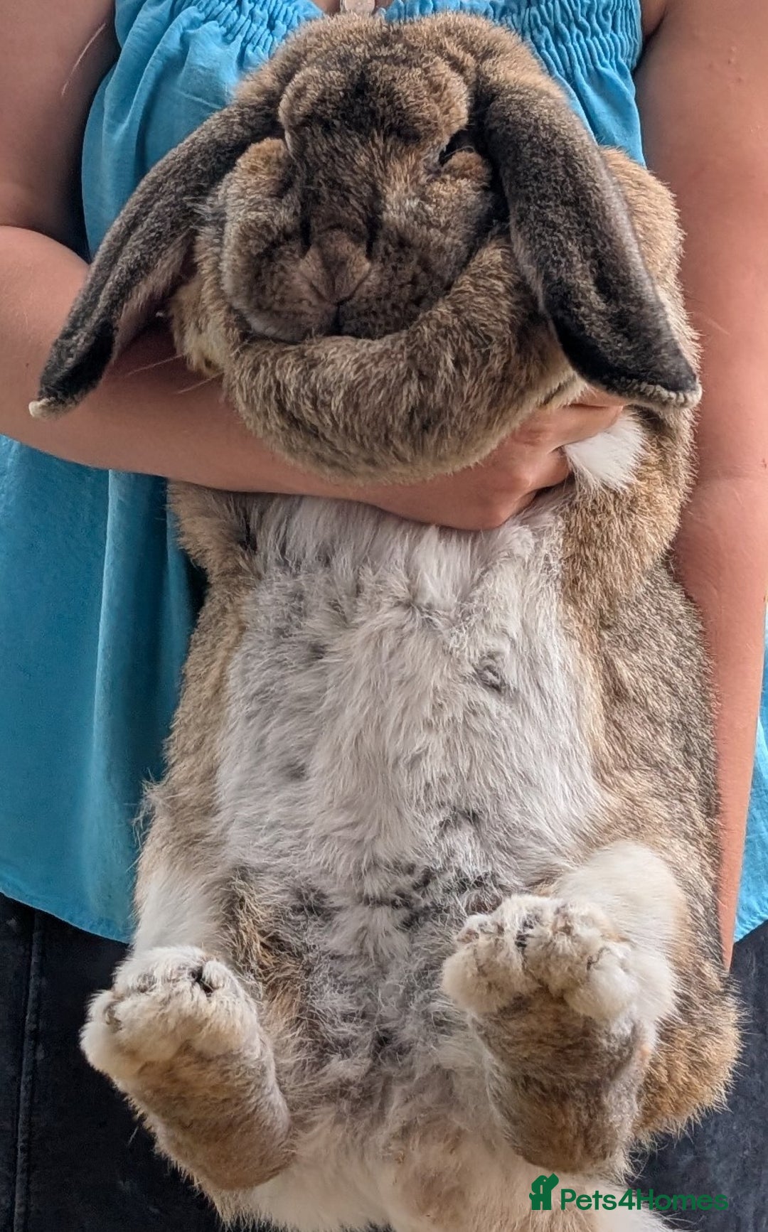 French Lop rabbits for sale: 2 Year Old Proven French Lop Agouti Doe  - Image 1