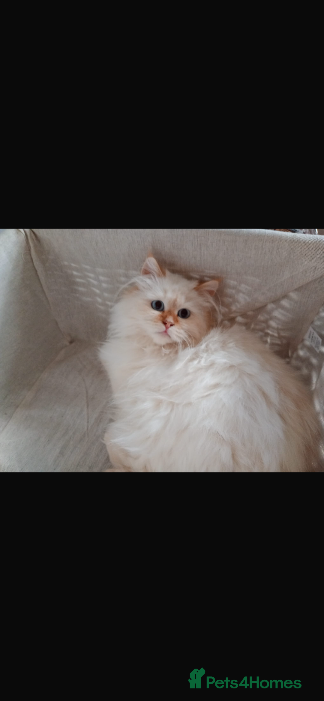 Siberian cats for sale: Beautiful ginger pure Siberian male for sale - Advert 11