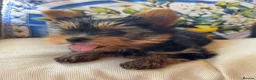 Yorkshire Terrier dogs for sale: Georgous Yorkshire terrier puppies  - Advert 3