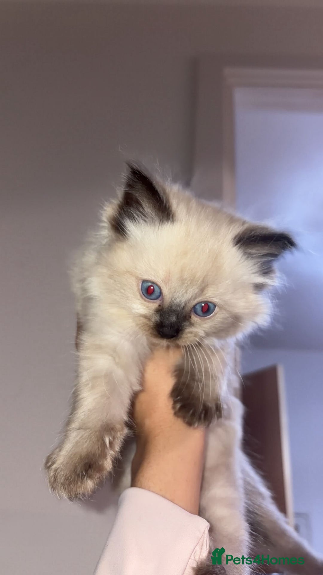 Ragdoll cats for sale: ​Heartbreaking Rehoming Male Ragdoll Kitten - Advert 5