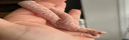 Snake reptiles for sale: Western Hognose Hatchlings - Advert 15