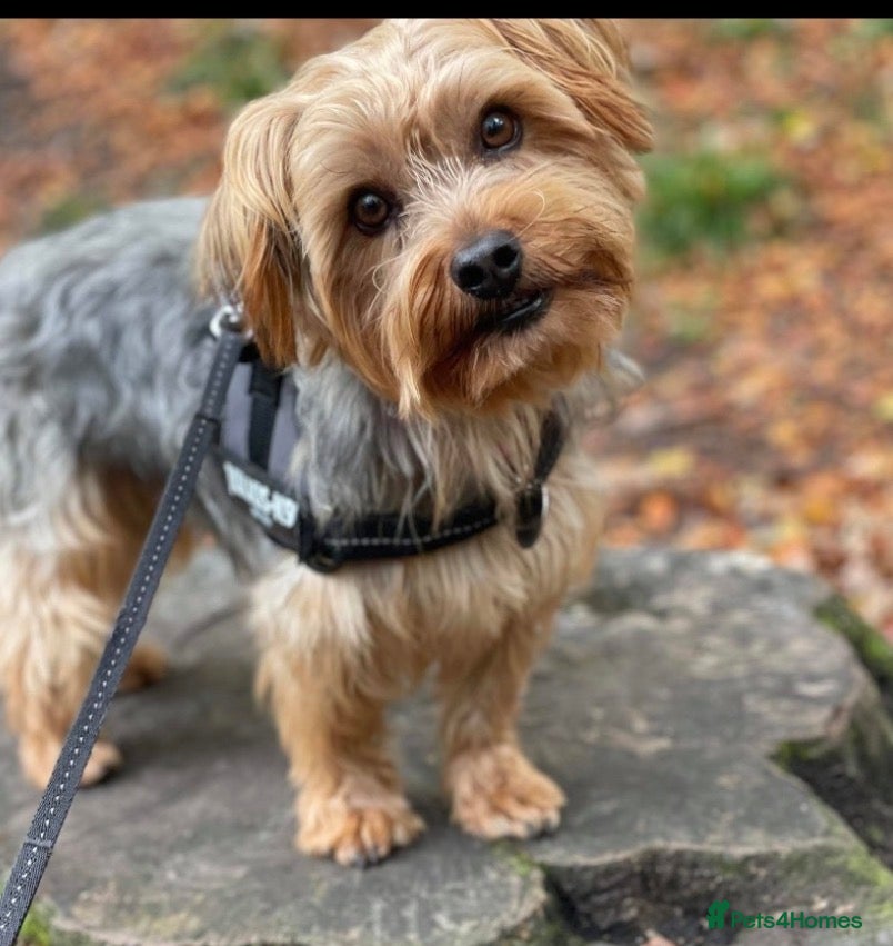 Yorkshire Terrier dogs Gorgeous Yorkshire Terrier For Stud - Advert 1