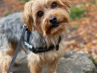 Yorkshire Terrier dogs Gorgeous Yorkshire Terrier For Stud - Advert 1