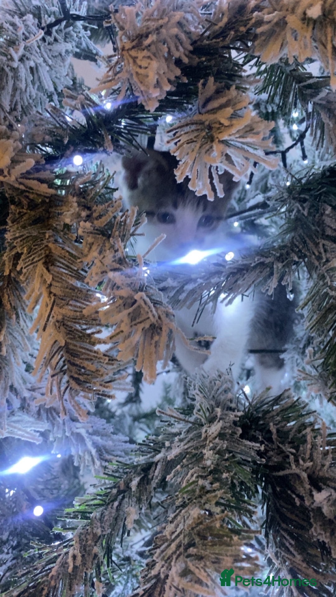 Mixed Breed cats for sale: Male and female kitten for sale - Advert 4