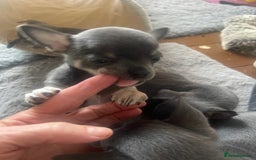 Chihuahua dogs for sale: Purebred chihuahua puppies - Image 15