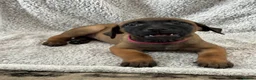 Mixed Breed dogs for sale: Dutch Herder X F1 Bull Herder puppies - Advert 10