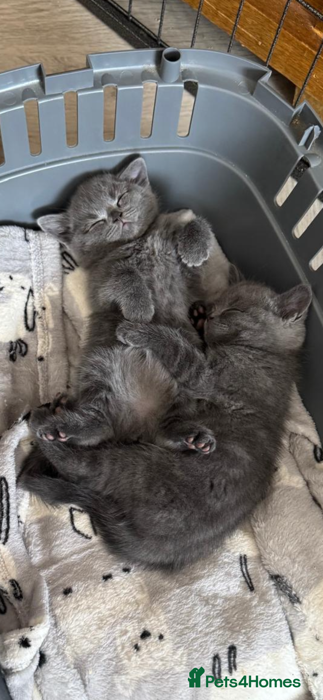 British Shorthair cats for sale: British Shorthair babies  - Image 12