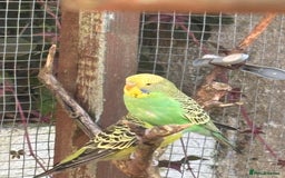 Budgerigars birds for sale: Young Budgies  - Image 13
