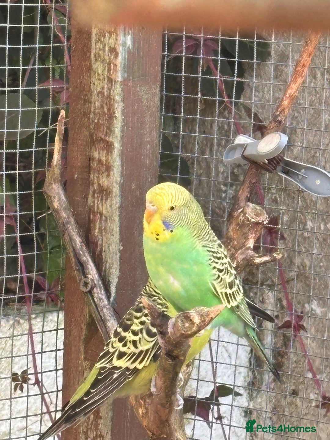 Budgerigars birds for sale: Young Budgies  - Image 13