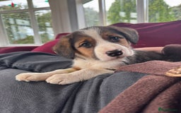 Mixed Breed dogs for sale: Collie X beagle  - Image 2