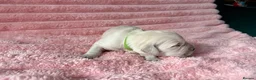 Golden Retriever dogs for sale: Gorgeous Golden Retriever Puppies For Sale - Advert 20