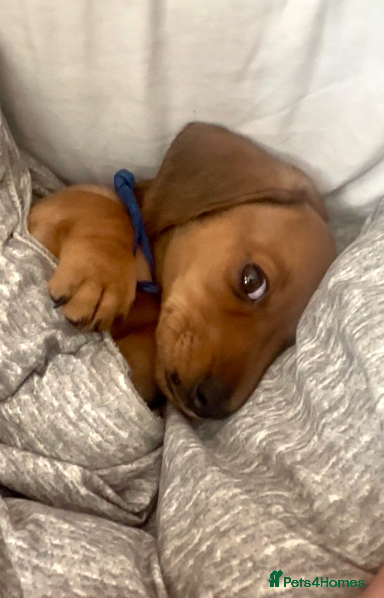 Miniature Dachshund dogs READY THIS WEEKEND 🌭🌭🌭🌭✅open to viewing  - Advert 5