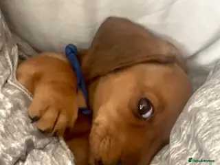 Miniature Dachshund dogs READY THIS WEEKEND 🌭🌭🌭🌭✅open to viewing - Advert 1