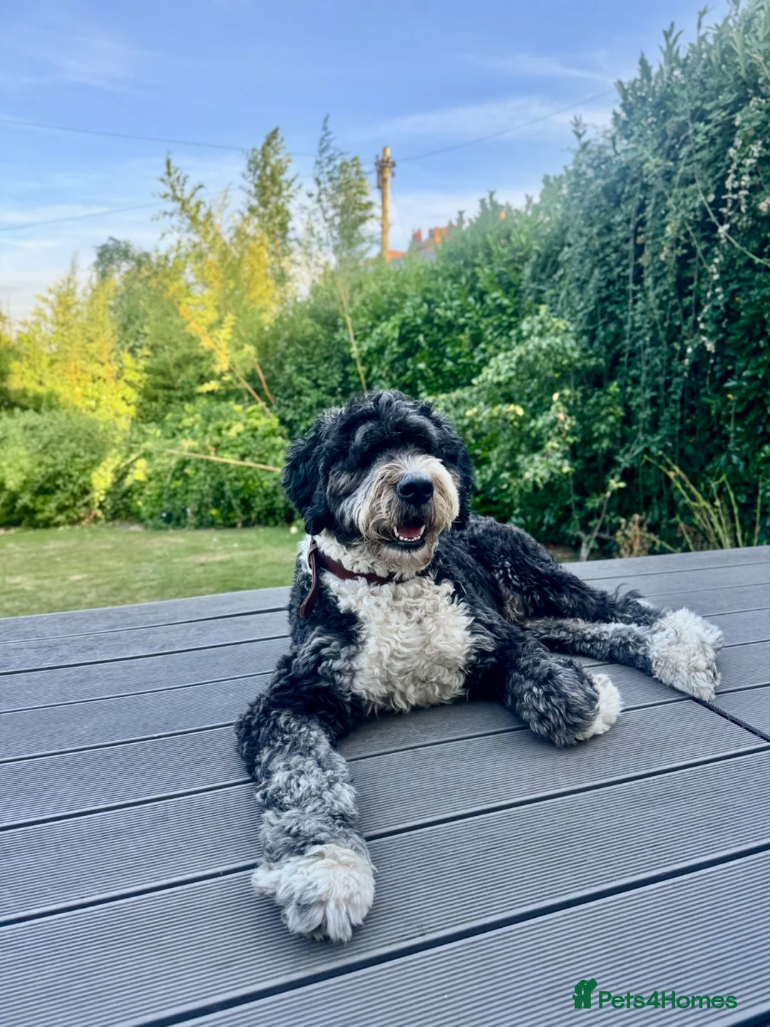 Bernedoodle dogs for sale: 2 yr old male Bernedoodle (Collin)  - Advert 1