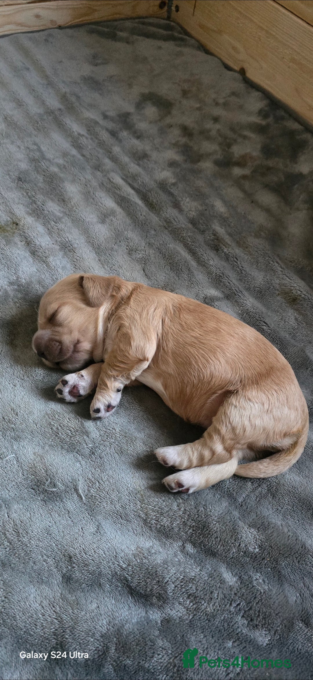Cocker Spaniel dogs for sale: Cocker spaniel pups - Image 2