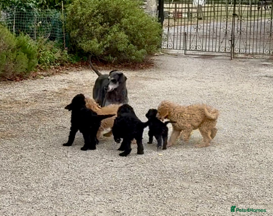 Labradoodle dogs for sale: F2 Labradoodle  - Image 10