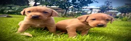 Labrador Retriever dogs for sale: KC Registered Fox Red Labrador Puppies - Advert 5