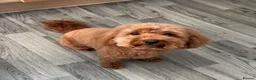 Poochon dogs for sale: poochon female  - Advert 1