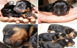 Rottweiler dogs for sale: Kc rottweiler puppies  - Image 10