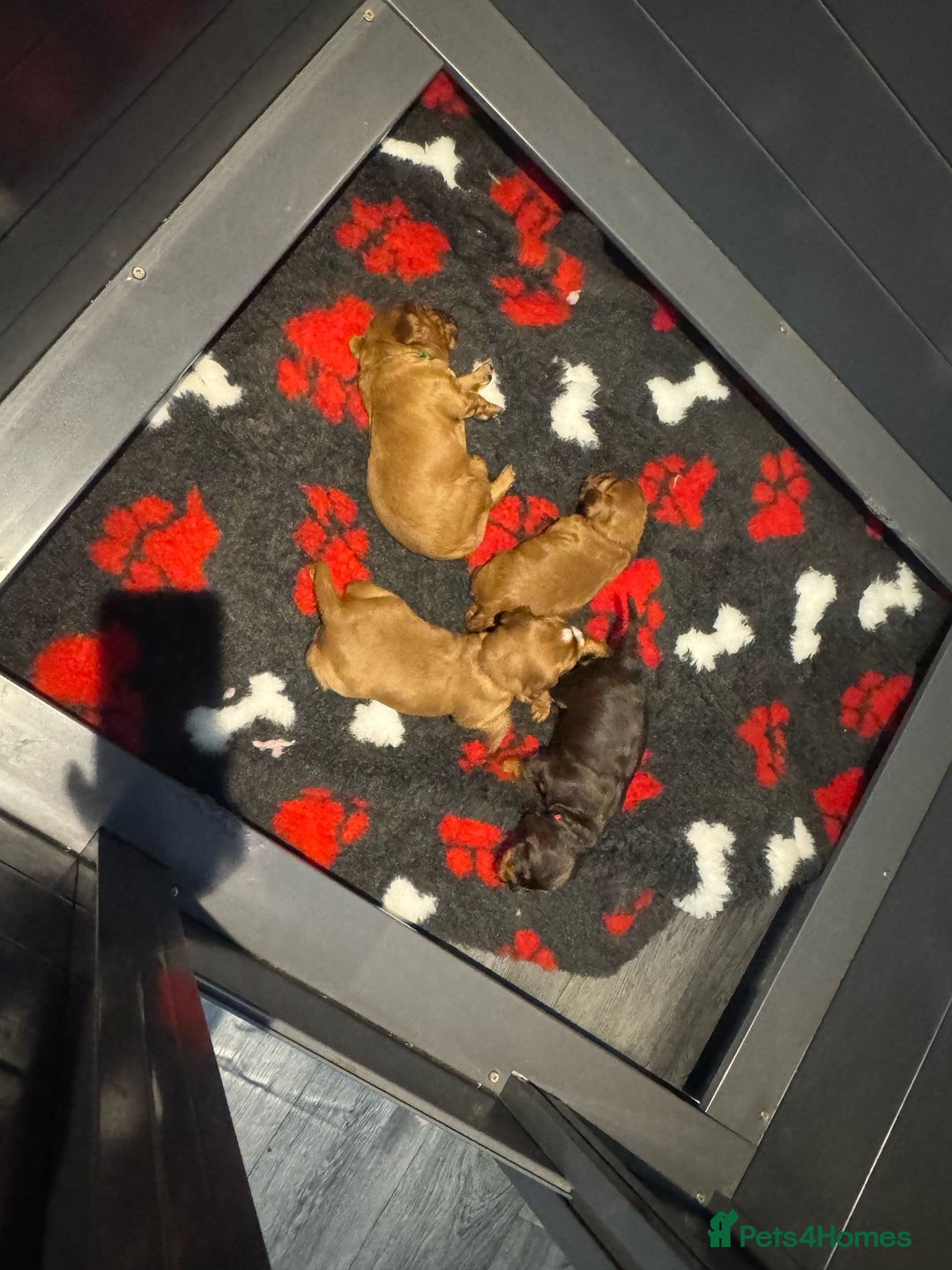 Cocker Spaniel dogs for stud: KC REGISTERED COCKER SPANIEL STUD in Worcester - Image 17