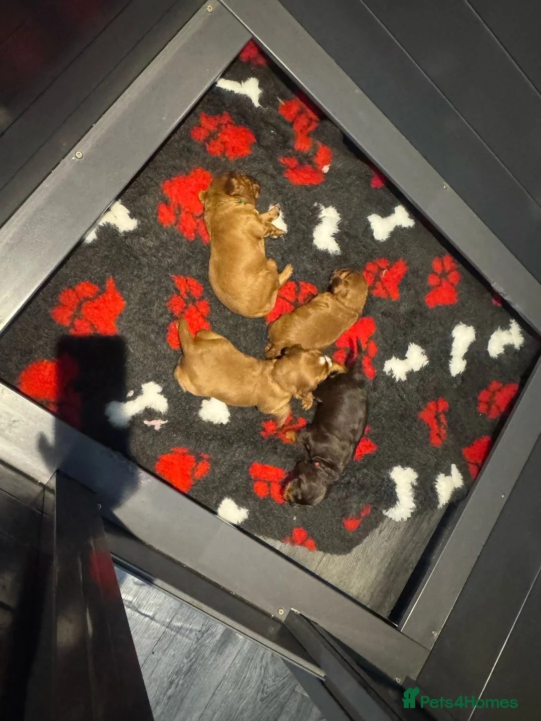 Cocker Spaniel dogs for stud: KC REGISTERED COCKER SPANIEL STUD in Worcester - Advert 17