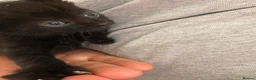 Mixed Breed cats for sale: 5 kittens  - Advert 6