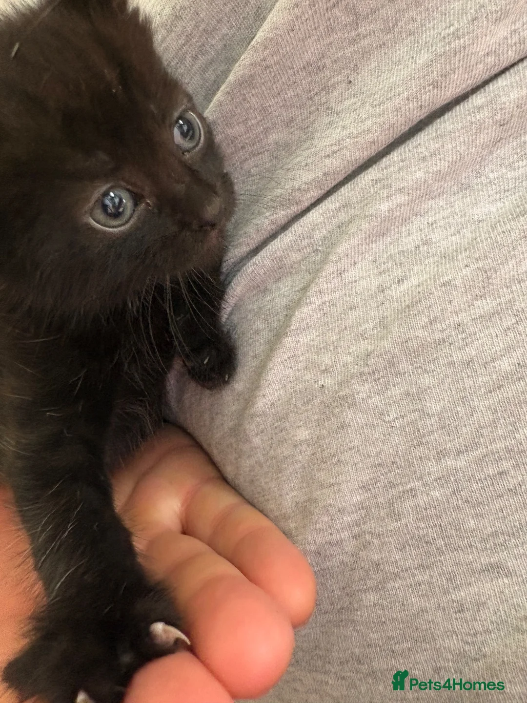 Mixed Breed cats for sale: 5 kittens  - Advert 6
