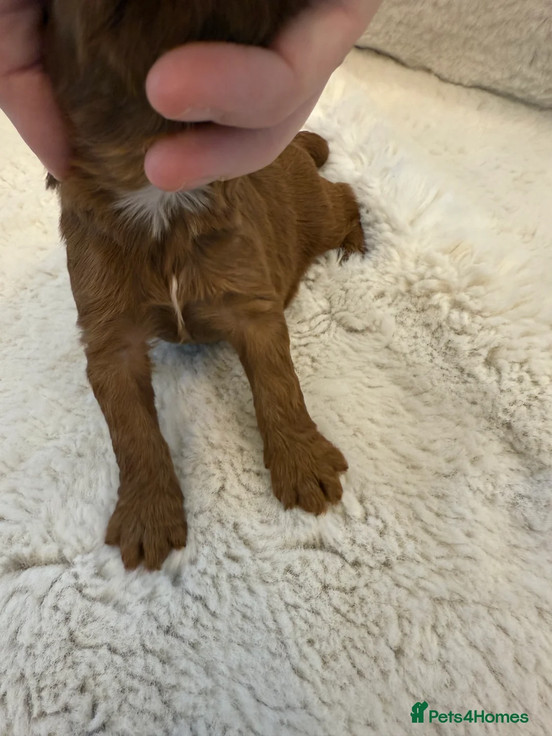 Cockapoo dogs for sale: F1 stunning cockerpoo puppies - Advert 25