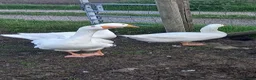 Geese poultry for sale: Young Geese for Sale - Advert 13