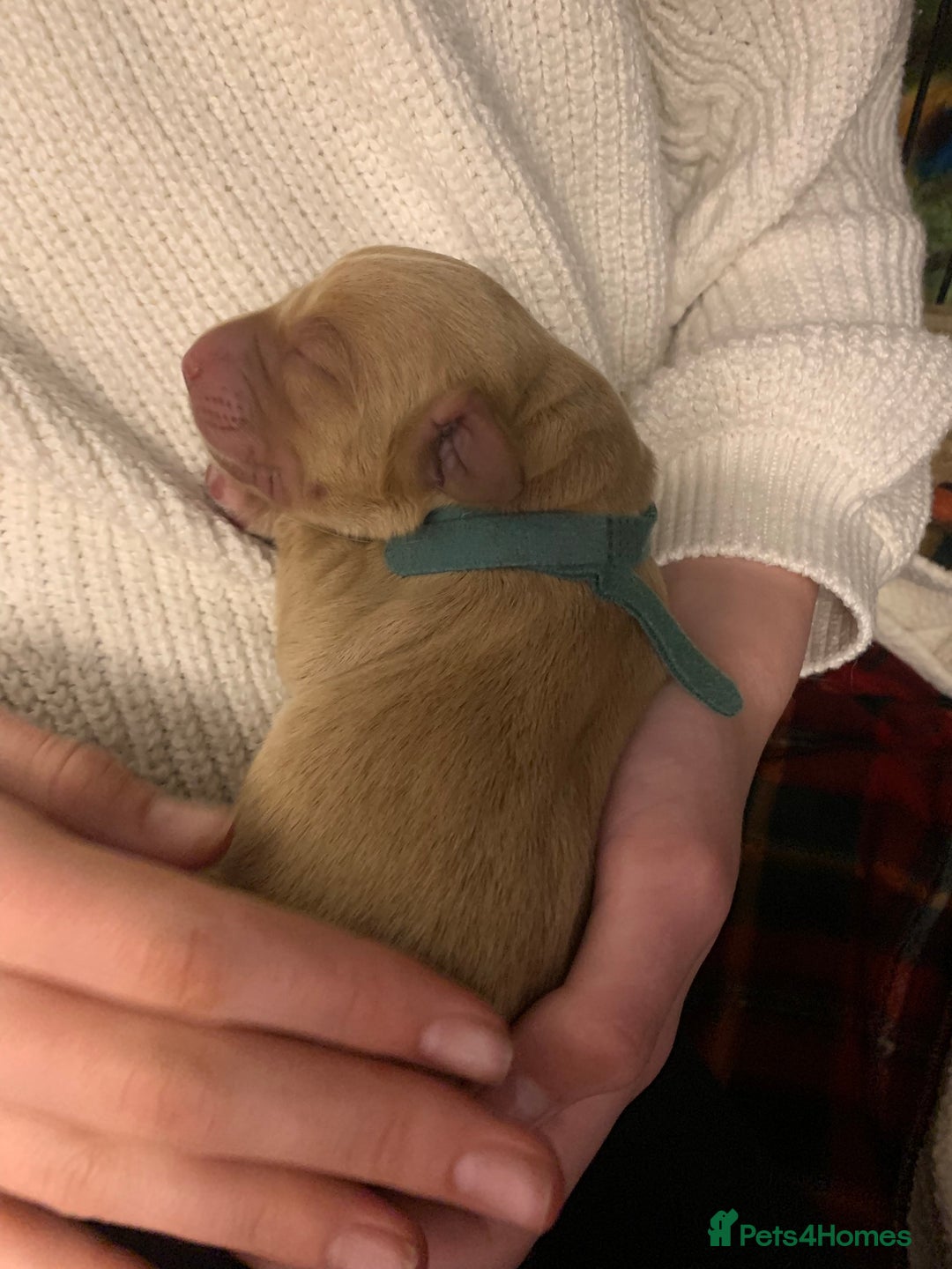 Labrador Retriever dogs for sale: ✨ Stunning 5 Male & 3 Female Fox Red Lab Puppies - Advert 13