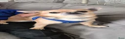 Chihuahua dogs for sale: Male chihuahua 3 years old  - Advert 5