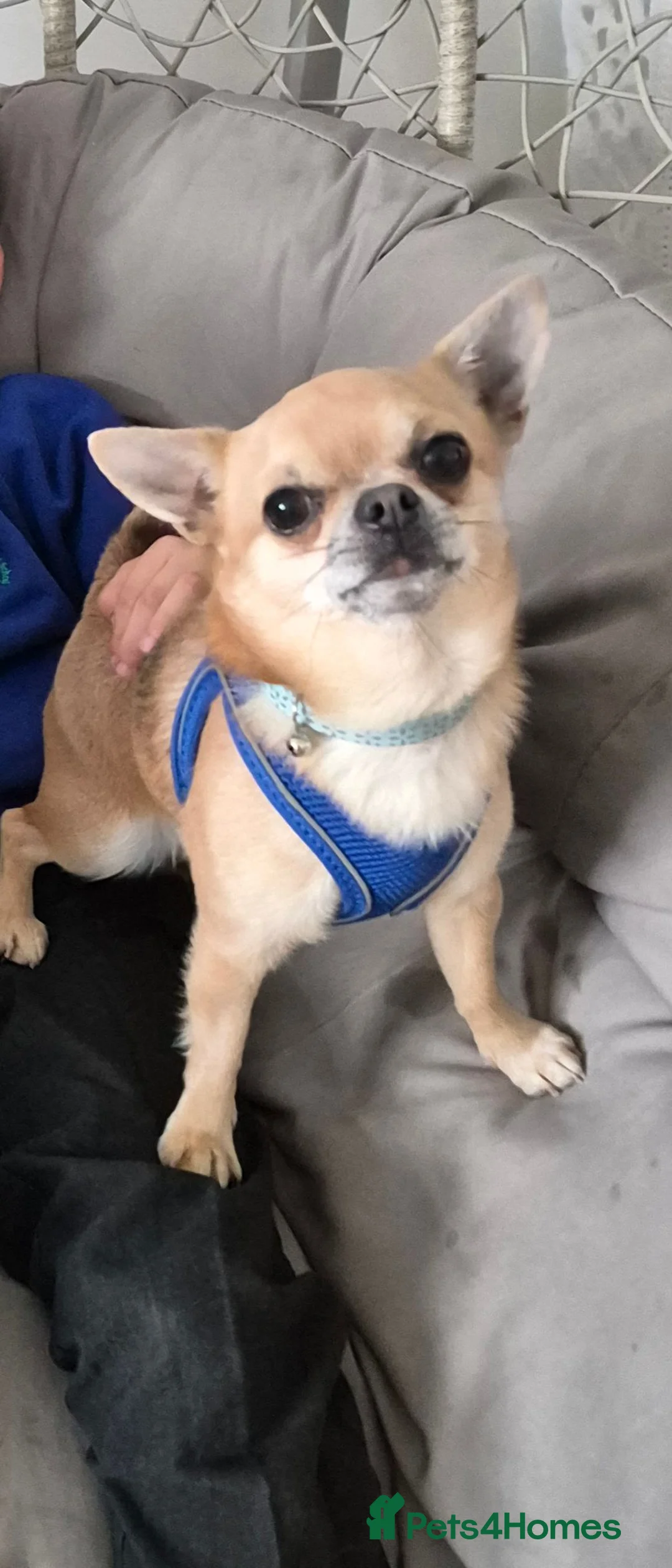 Chihuahua dogs for sale: Male chihuahua 3 years old  - Advert 5